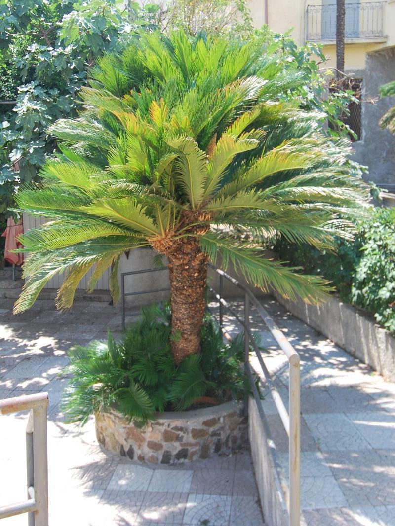 Hotel San Giuseppe - Cityhotel קטנזארו מראה חיצוני תמונה